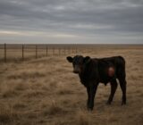 New World screwworm confirmed in Texas cattle after 60-year absence