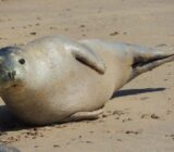 Fur seal dies from H5 bird flu in Australia, first mainland mammal fatality from spreading strain