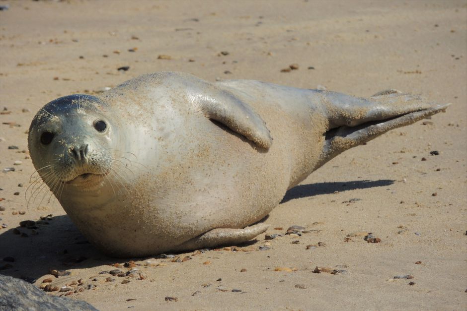 Fur seal dies from H5 bird flu in Australia, first mainland mammal fatality from spreading strain