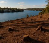 Sydney Gardener Fined $200,000 for Removing 287 Trees Without Permit