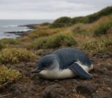 First Australian little penguin dies from H5 bird flu on Phillip Island