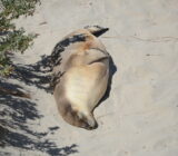 H5 bird flu kills endangered Australian sea lion in first recorded case