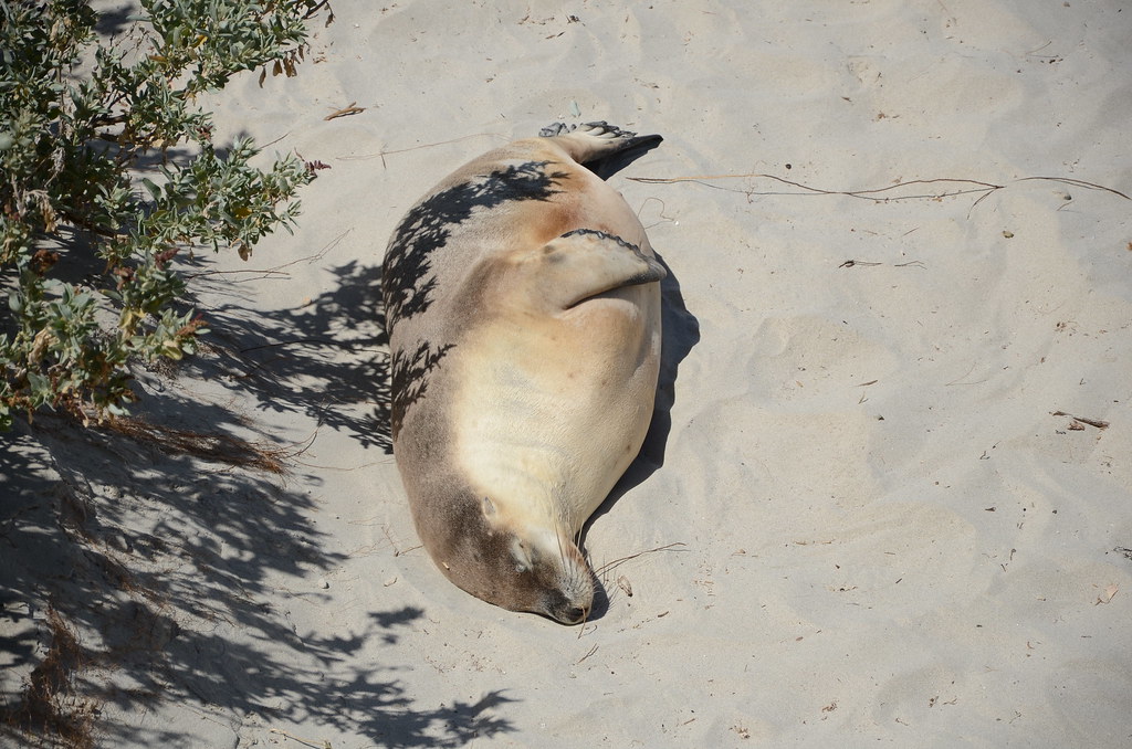 H5 bird flu kills endangered Australian sea lion in first recorded case