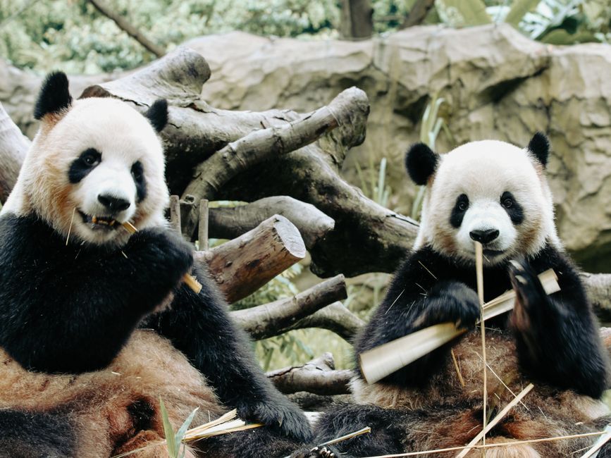 Two giant pandas arrive in Atlanta under US-China government agreement