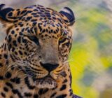 Scientists identify new wild cat species in Bolivia’s cloud forest, first feline discovery in over 100 years