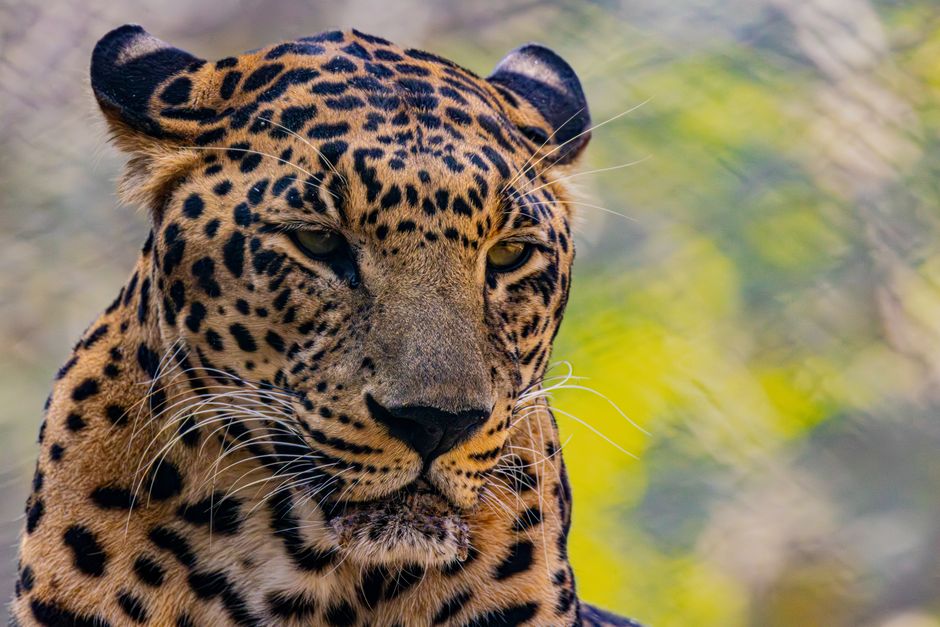 Scientists identify new wild cat species in Bolivia’s cloud forest, first feline discovery in over 100 years