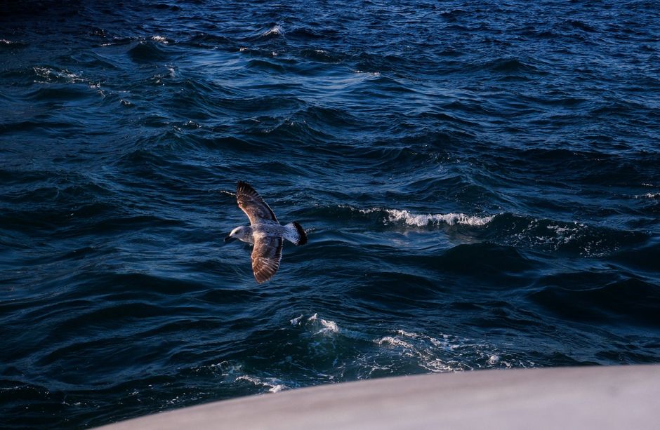 Oxford study finds Manx shearwaters become disoriented when body clocks desynchronize from local time